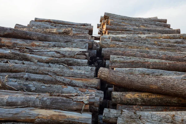 Industri Kayu Tumpukan Kayu Kebun Kehutanan Kasar Memotong Pohon — Stok Foto