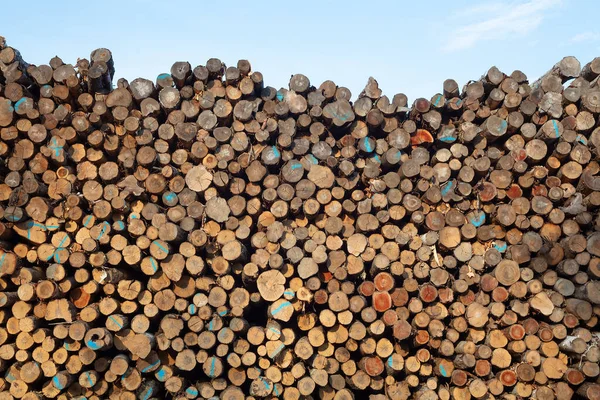 Industrie Forestière Bûches Empilées Bois Brut Ressources Naturelles Fond — Photo