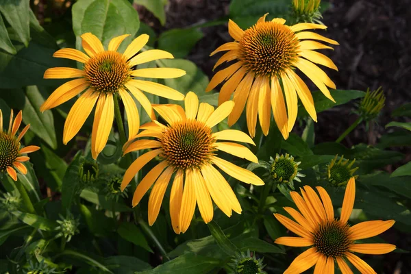 Grupo Flores Equinácea Amarillas Floreciendo Jardín — Foto de Stock