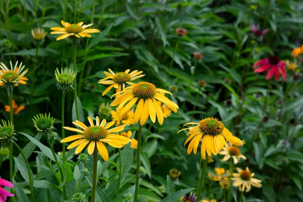 Grupo Flores Equinácea Amarillas Floreciendo Jardín — Foto de Stock