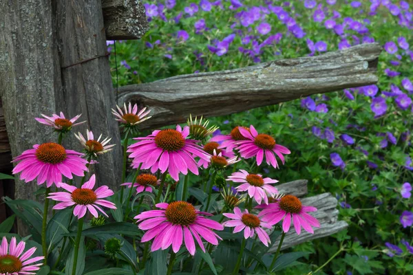 Rosa equinácea flores jardín con valla de madera purpurea flor en verano — Foto de Stock