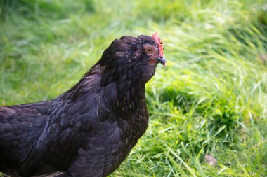 Yeşil çayırlarda siyah tüyleri olan tavuk kümesi çiftlik kuşu.