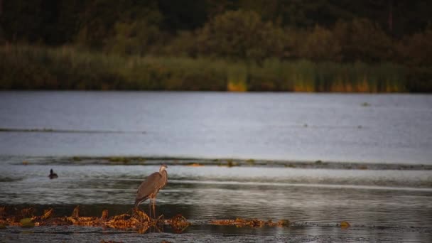 Wading Bird Great Blue Heron Wildlife Water Duck Pond Danville — Stock Video