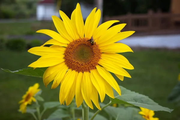 Большой Подсолнух Пчелой Красивый Желтый Цветок — стоковое фото