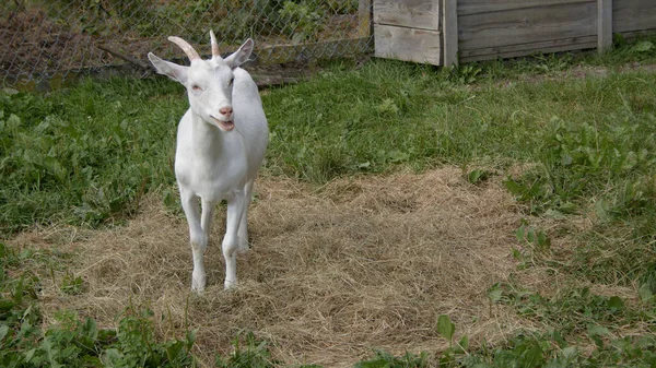 horned white goat happy animal at dairy farm agriculture resting in sun light