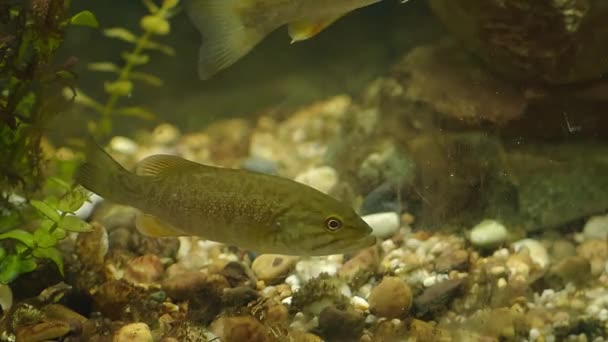 Fishing Bass Fish Lake River Underwater Natural Environment — Stock Video