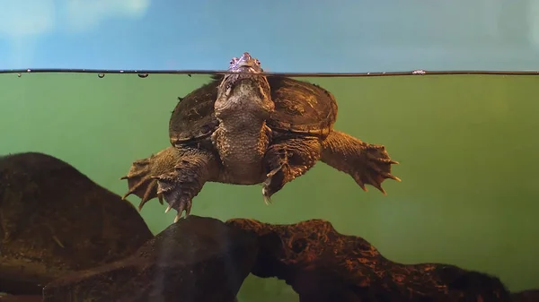 Turtle Swimming Underwater Reptile Endangered Species Water Animals — Stock Photo, Image