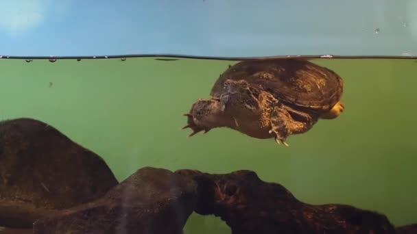 Turtle Swimming Underwater Reptile Endangered Species Water Animals — Stock Video