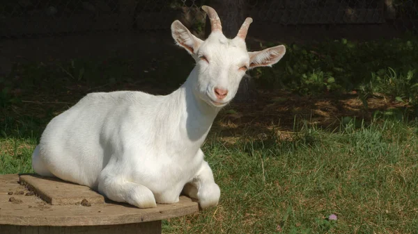 Szczęśliwy koza gospodarstwo zwierzę odpoczywające w słońce światło organiczne rolnictwo mleczarstwo — Zdjęcie stockowe