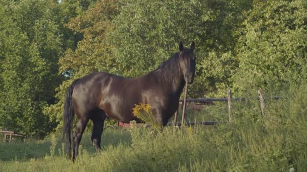 Land Dunkelbraun Pferd Pferdehof Reinrassige Tiere Galopp Ländlichen Reiterlandschaft — Stockvideo
