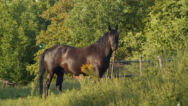 Land Mörkbrun Häst Hästgård Renrasiga Djur Galopp Landsbygd Ridsport Landskap — Stockfoto
