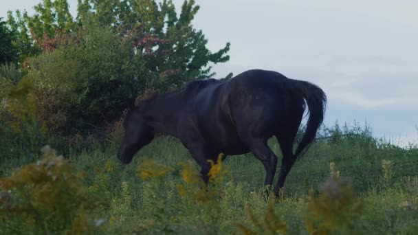 Land Donker Bruin Verrast Paard Springen Paardenboerderij Raszuiver Bang Dier — Stockvideo