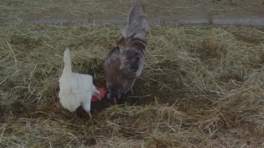 Tavuk tavuk horozu kuş çiftliğinde. 