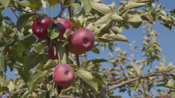 Πώς Πάρει Ένα Μήλο Στον Οπωρώνα Σωστό Τρόπο Φρέσκα Βιολογικά — Αρχείο Βίντεο