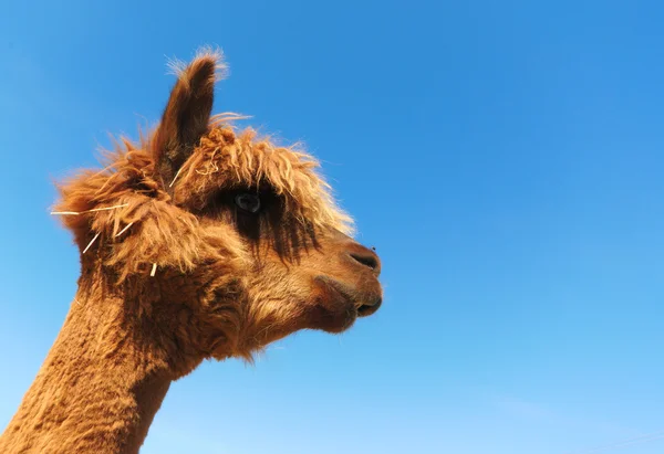 Engraçado lama alpaca retrato — Fotografia de Stock