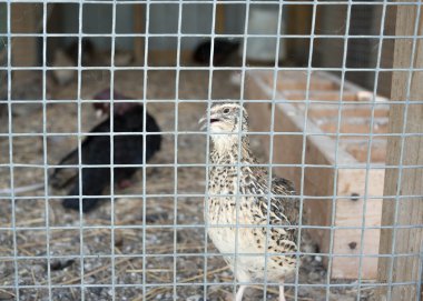 bir kafes kılavuzda bıldırcın