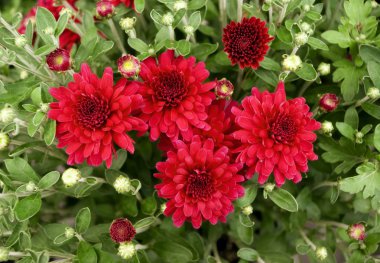 Kırmızı anneler krizantem