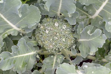 Brokoli üstten görünüm, yağmur damlaları