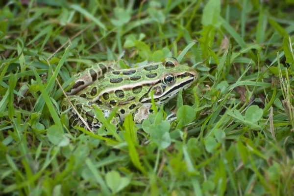 Grüner Frosch im Gras — Stockfoto