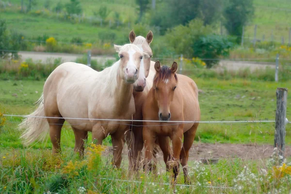 Cavalos em um piquete de país — Fotografia de Stock