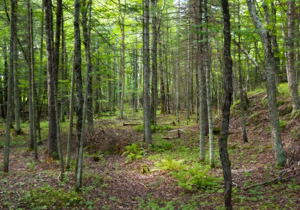 Stół piknik w parku — Zdjęcie stockowe