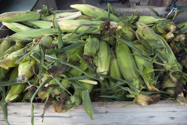 Espigas de milho no mercado — Fotografia de Stock
