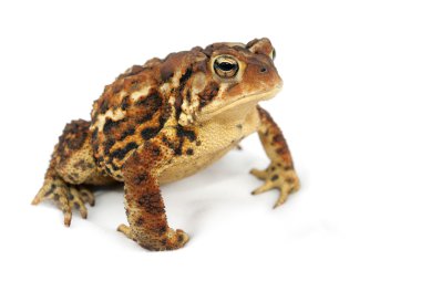 Beyaz arkaplanda kurbağa