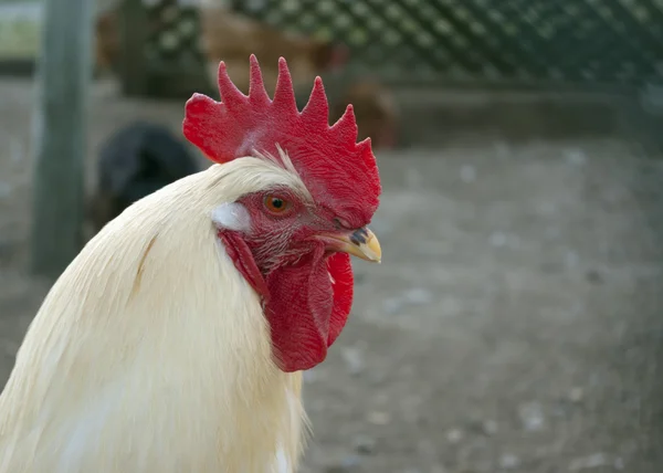 Witte kip profiel te bekijken buiten — Stockfoto