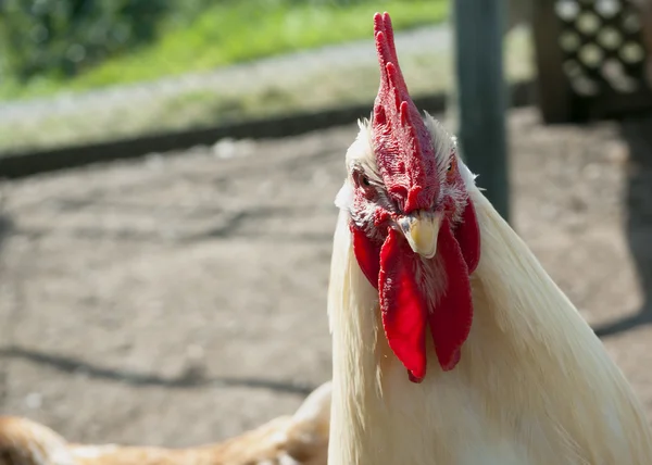 Poulet blanc dehors — Photo