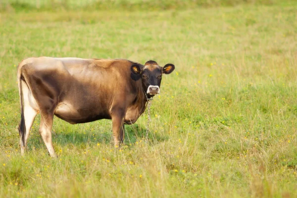 Vache agricole canadienne brune — Photo