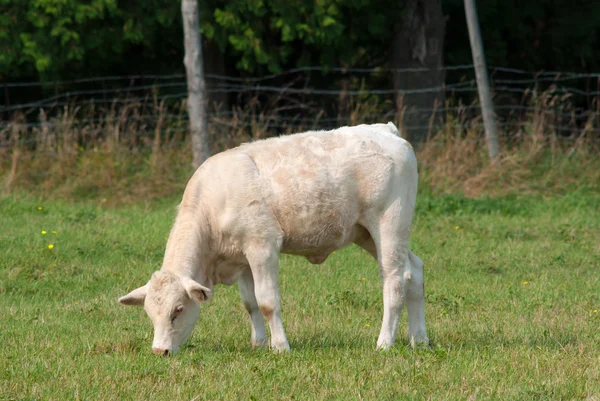 Vache blanche dans un champ — Photo