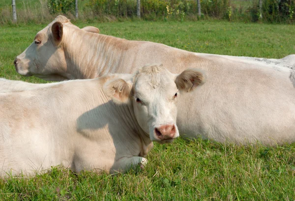 Vaches blanches se reposant dans une prairie — Photo