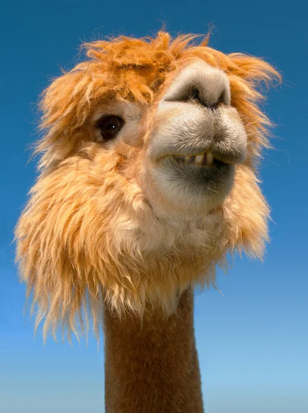 Grappige lama alpaca tanden portret — Stockfoto