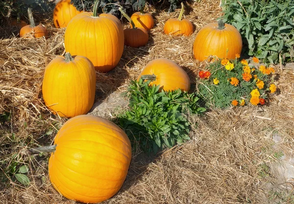 Halloween jardín de calabazas en octubre acción de gracias — Foto de Stock
