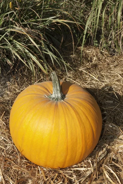 Halloween jardín de calabazas en octubre acción de gracias — Foto de Stock