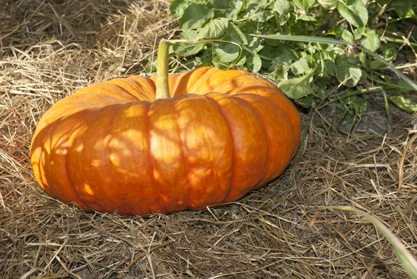 Zahrada Halloween dýně v říjnu díkůvzdání — Stock fotografie