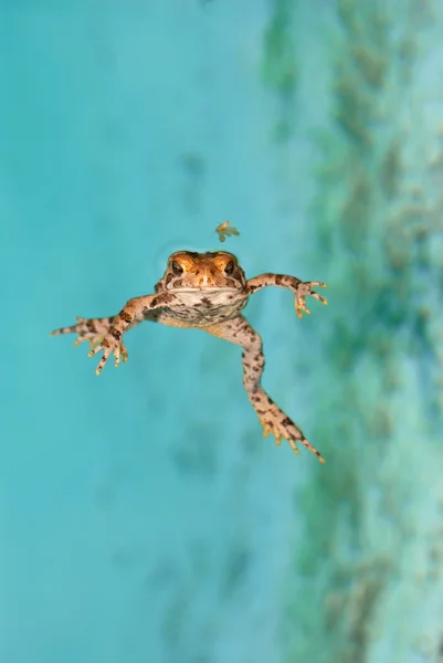 Kurbağa avcılık sivrisinek