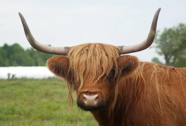 Bruin gehoornde koe lange hoorns gras — Stockfoto