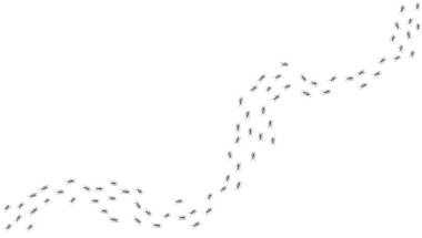 Karınca izi. Yürüyen bir grup siyah böcek. Yiyecek arayışında olan işçi karıncalar. Şeffaf arka planda izole edilmiş ev böceklerinin kavisli patikaları. Vektör illüstrasyonu