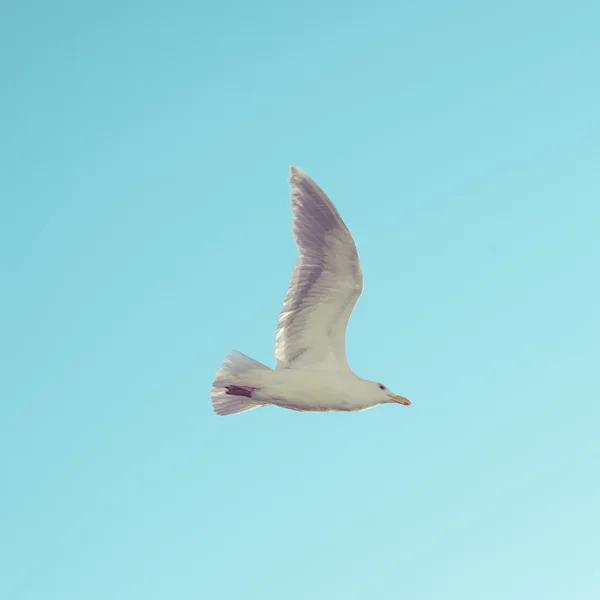 Aves marinas en vuelo — Foto de Stock