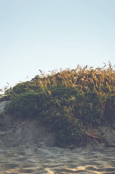 Plaży rośliny Summertime — Zdjęcie stockowe