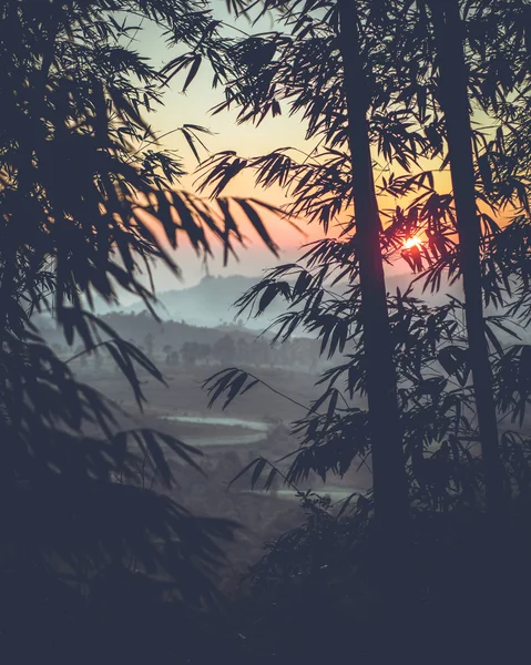 Zachodzącego słońca przez las bambusowy — Zdjęcie stockowe