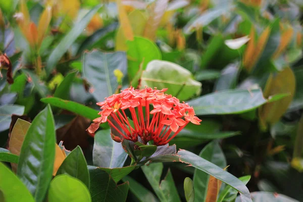 Flor comum vermelha — Fotografia de Stock