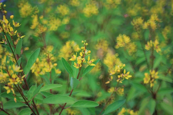 Flore jaune printemps beauté — Photo