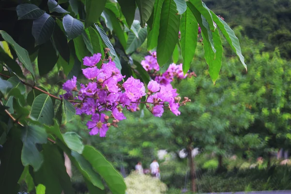 Hermosa planta en la naturaleza —  Fotos de Stock