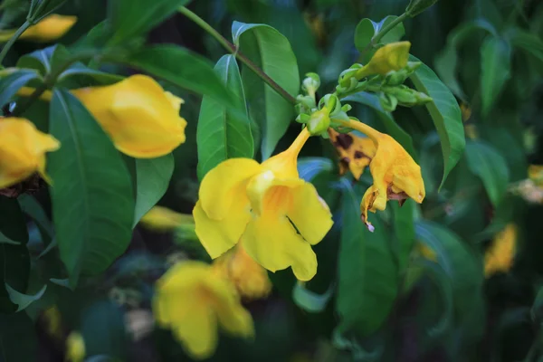 Gelbe Flora Frühling Schönheit — Stockfoto