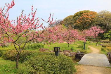 Osakajokitazume, osaka