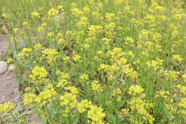 Поле желтого цветка — стоковое фото
