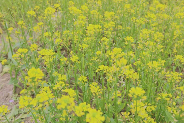 Поле желтого цветка — стоковое фото