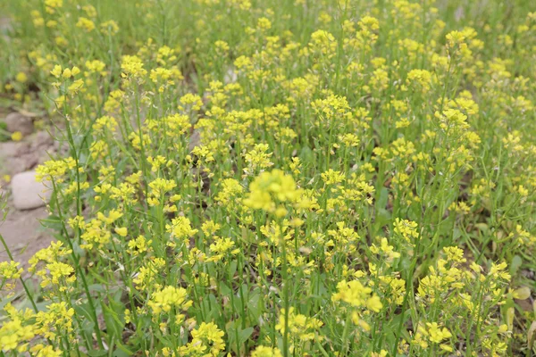 黄色の花のフィールド — ストック写真